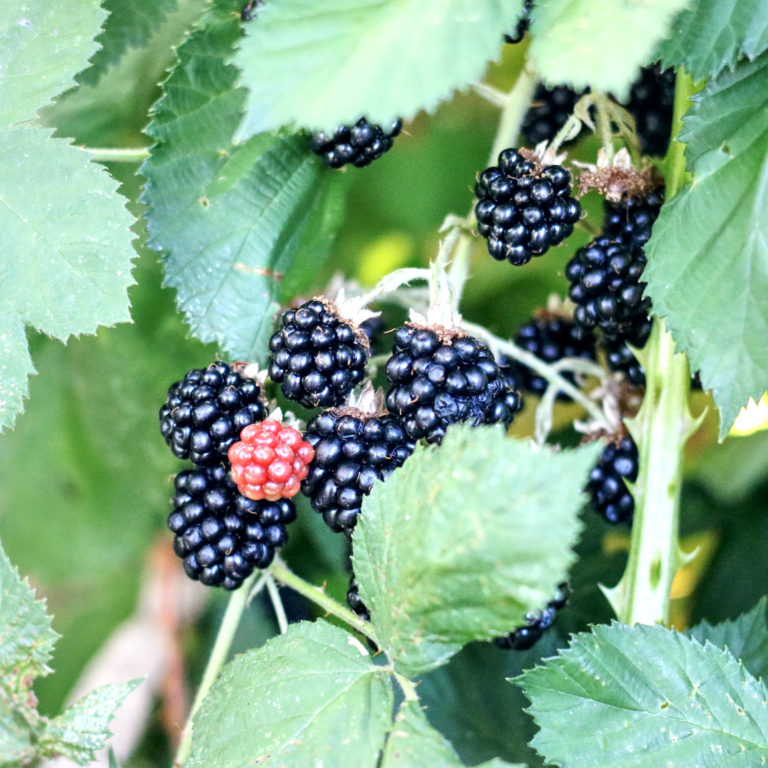 How to make Creme de Mure / Blackberry Liqueur The Gin Quest